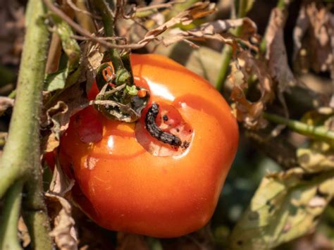 Tomato Pinworms: Tips For Controlling These Tomato Eating Worms