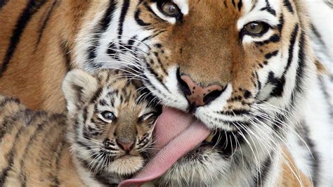 White Tiger Cubs Wallpaper (57+ images)