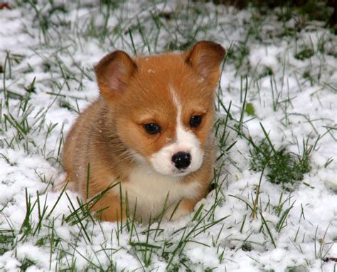 Cute Corgi Puppies Images - Pictures Of Animals 2016