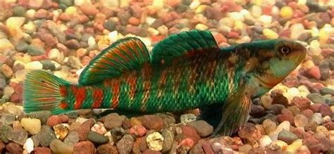 Jonah's Aquarium... Etheostoma caeruleum, rainbow darter 04 | Aquarium ...