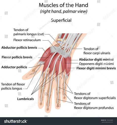 3,223 Anatomy Flexor Muscles Images, Stock Photos & Vectors | Shutterstock