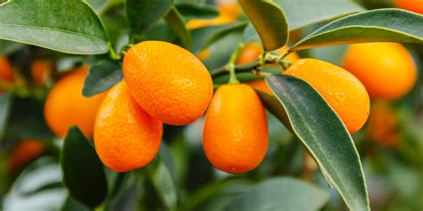 Kumquat Tree Florida: Growth and Care Guide - GFL Outdoors