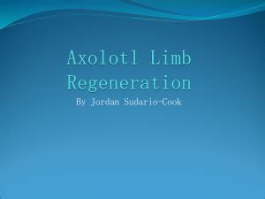 Axolotl Regeneration