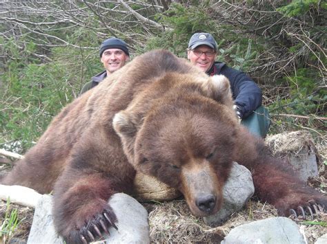 Brown Bear - Alaska's Premier Hunting Outfitter, Grizzinator's Alaska ...