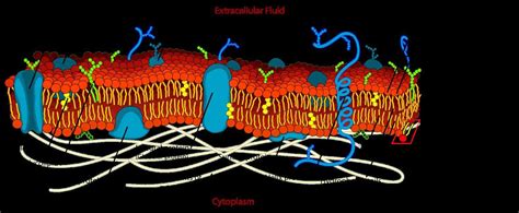 Glycoprotein Function In Cell Membrane | MedicineBTG.com