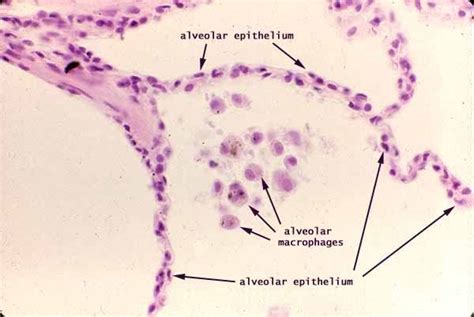 anatomyforme: Anatomy 302 Begins with Histology