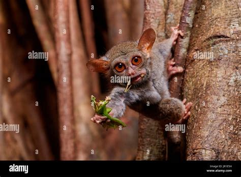 Spectral Tarsier (Tarsius tarsier) eating a grasshopper on Fig tree ...