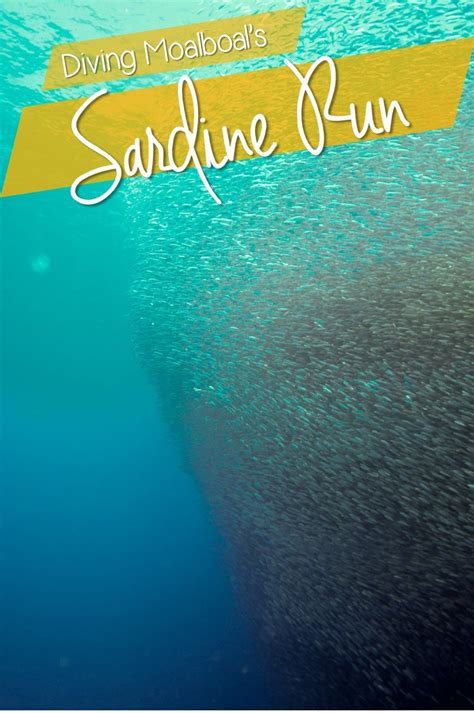 Diving the Sardine Run or Panagsama Beach, Moalboal | Travel ...