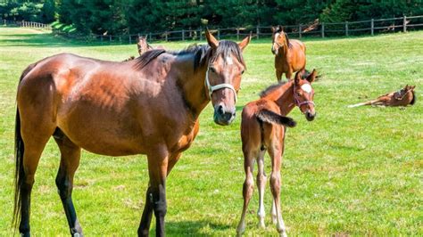 What Is A Mare Horse? | Horse is Love