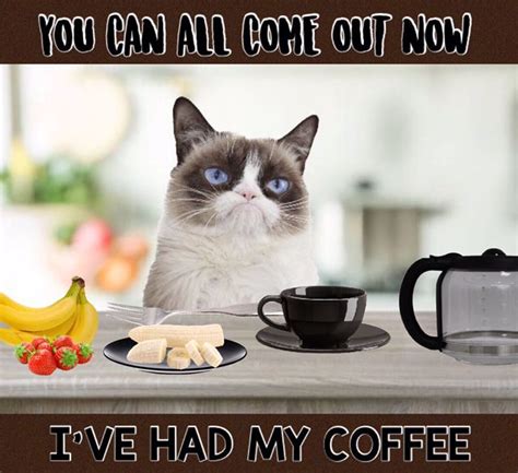 You Can All Come Out Now. Grumpy Had Her Coffee ☕️ | Grumpy cat humor ...