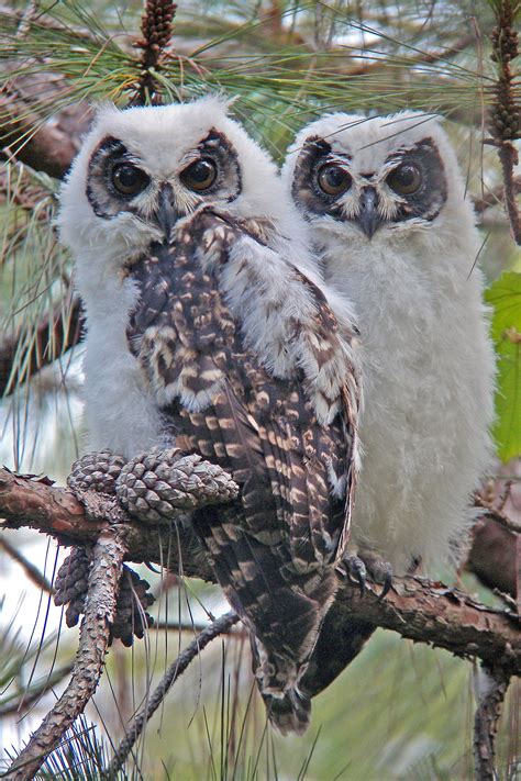 Madagascar Birding Tours - Birdwatching Tours - Birdquest