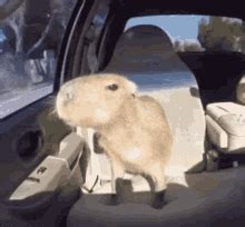 Capybara Car Gif