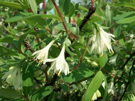 Lonicera caerulea (Blue Honeysuckle) - World of Flowering Plants