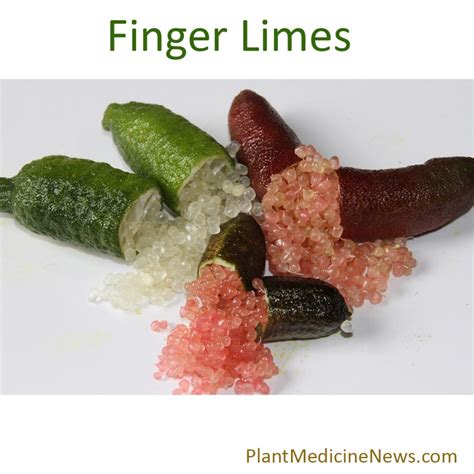 finger limes - Plant Medicine News