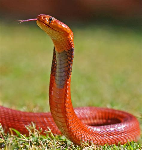 Red Spitting Cobra Facts and Pictures