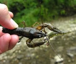 Habitat - Crayfish