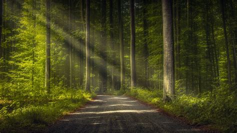 Road Forest 4k Wallpapers - Wallpaper Cave