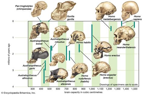 Homo erectus - Bipedalism, Brain Size, Tools | Britannica