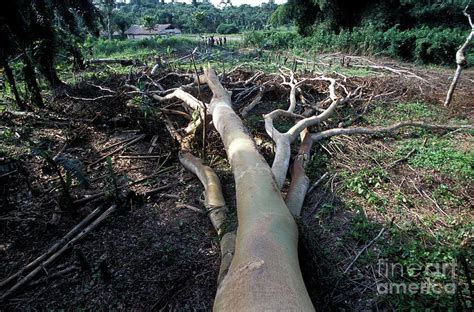 Congo Deforestation #1 Photograph by Patrick Landmann/science Photo ...