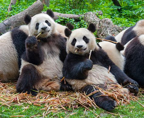 Panda Eating Stock Photos, Pictures & Royalty-Free Images - iStock