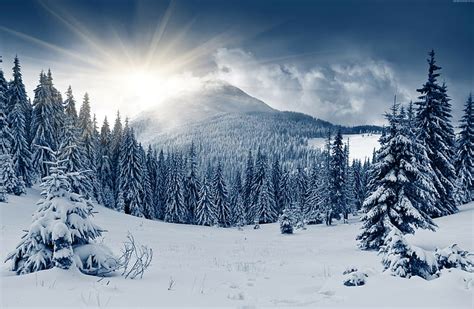 HD wallpaper: spruce, fir, sunlight, conifer, winter, snow, frost ...