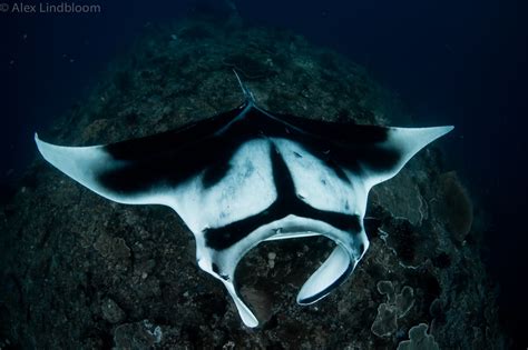 Bird's Head Seascape World's Largest Stingray Species Discovered in ...