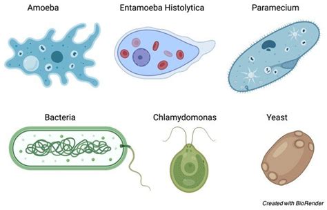 Unicellular Organism: Definition, Types, and Examples