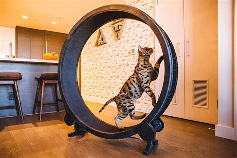 For the Chonkers: Huge Hamster Wheel Works Out Fat Cats