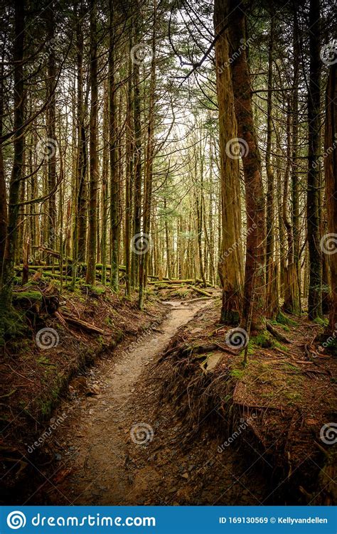 Sunken Trail through Mossy Forest Stock Image - Image of season ...