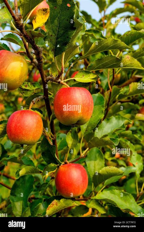 Ripe Cripps Pink apples variety on a apple tree. Ontario Canada Stock ...