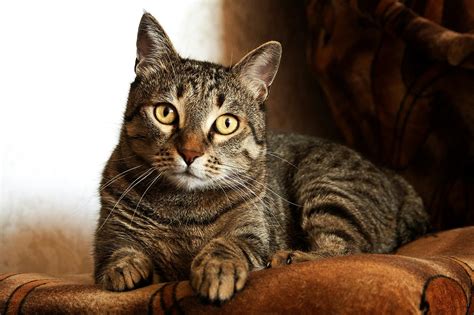 Adult Brown Tabby Cat · Free Stock Photo