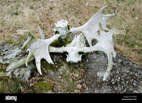 Moose antlers Stock Photo - Alamy