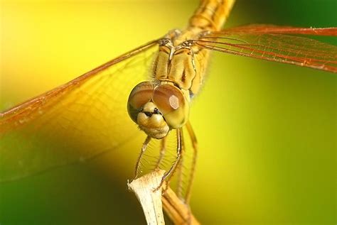 Yellow Dragonfly | Dragonfly, Insects, Butterfly