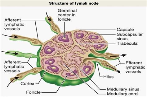 Lymph nodes in groin - tablenibht