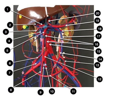 abdominal blood vessels Diagram | Quizlet