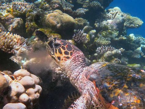 Why are sea turtles important to coral reefs? | Olive Ridley Project