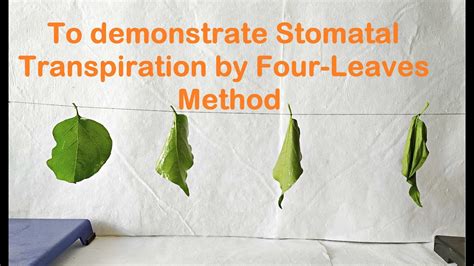 Transpiration Experiment Procedure