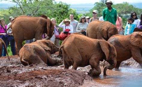 David Sheldrick Wildlife Trust – Elephant Orphanage - Vamos Africa Safaris