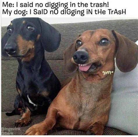 Dog Memes That Are Just Greatest Of All (31+ Pictures) - LADnow | Funny ...