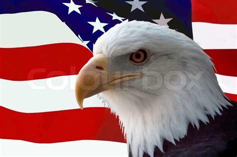 The national bird of the United States Of America, the majestic bald ...