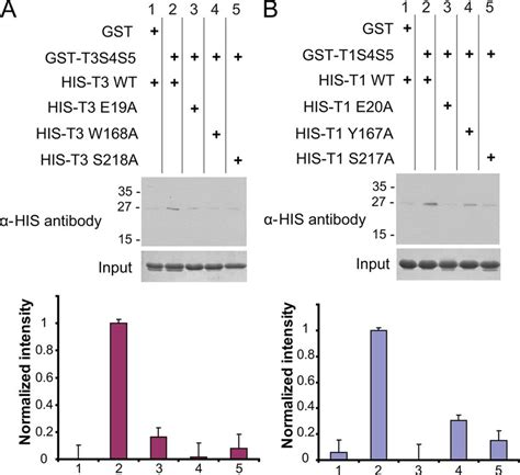 GST pull-down assays of M4-M5 linker and IP 3 R SUP proteins ...