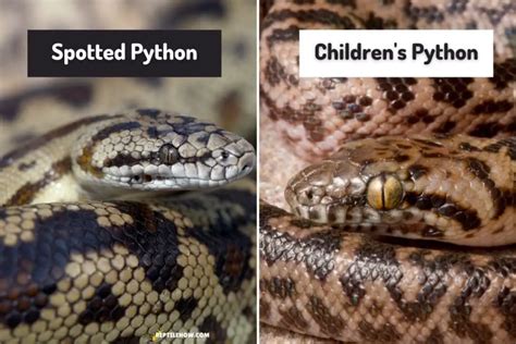 10 Children's Python Morphs (With Pictures) - ReptileHow.com