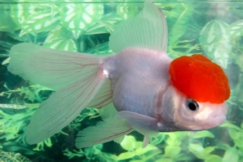 Goldfish Varieties: A Brief Look at Some of the Many Types | PetHelpful