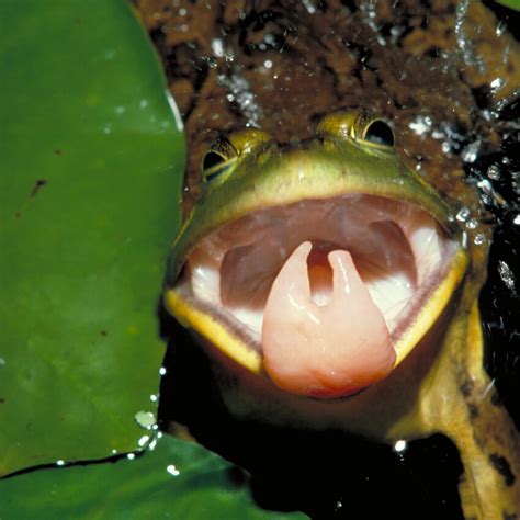 The frog tongue is a high-speed adhesive - Cosmos Magazine