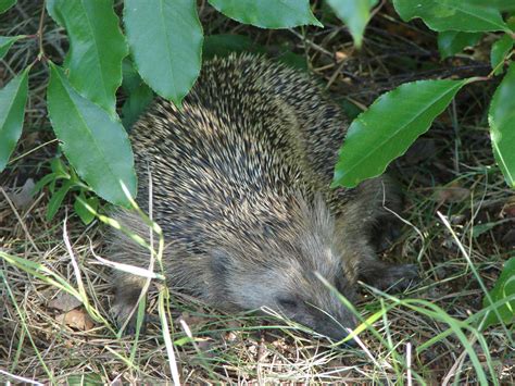 Sleeping hedgehog by Cyklopi on DeviantArt