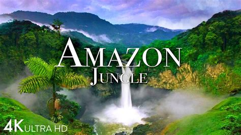 Amazon Jungle 4k Wallpaper | edu.svet.gob.gt