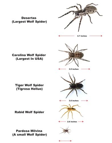 The Different Sizes of Male and Female Wolf Spiders