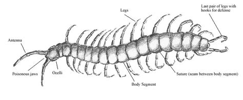 Millipedes of Petroglyph - Petroglyph National Monument (U.S. National ...