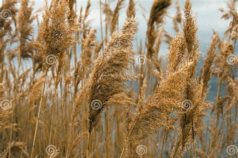 Marshy Areas of the Old Lake Stock Image - Image of vegetation, stem ...