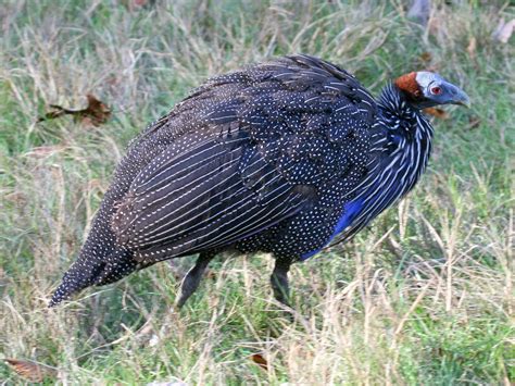 Vulturine Guineafowl ~ Birds World